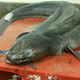 Illustration for article titled Deceptive Photo Makes This Eel Look Taller Than A Double Decker Bus